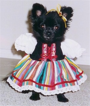 dogs dressed up