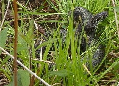 An Eastern Massasauga Rattlesnake is coiled and ready to strike. It is covered by tall grass.