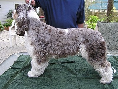 Marmaduke the white, gray and brown speckled English Cocker Spaniel is being posed outside on a table on a green towel