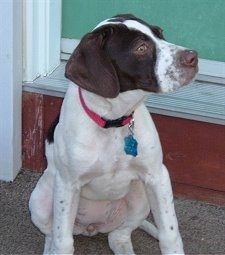 A white with brown Pointer is sitting on a front porch and it is looking to the right. There is a green door behind it.