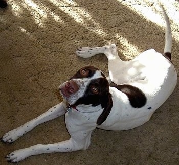 Topdown view of a white with brown Pointer looking up. It is laying on a tan carpet.