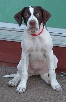 Front view - A white with brown Pointer puppy is sitting on a front porch in front of a red and green house and it is looking forward.