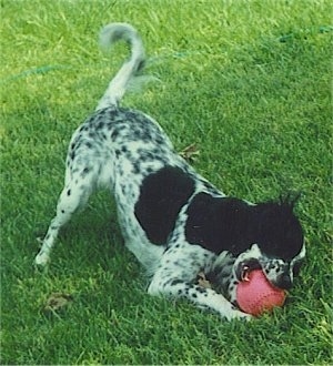 Hall's Southern Belle the black and white ticked English Setter is playing with a red baseball in a field
