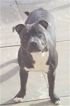 A wide, muscular, blue with white English Staffordshire Bull Terrier dog standing on a concrete surface looking forward with its head slightly tilted to the left. The dog has a large head.