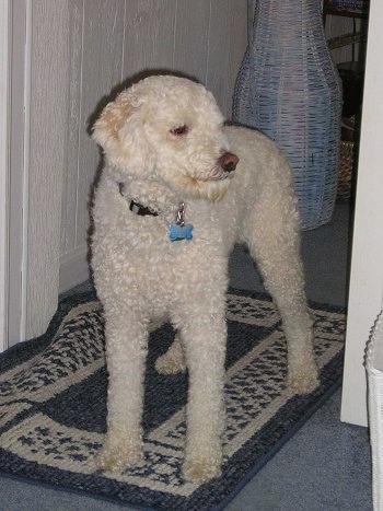 american eskimo poodle