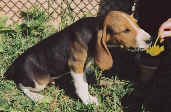Oscar the black, tan and white tricolor Estonian Hound Puppy is sitting in a lawn and sniffing a dandelion being held by a person