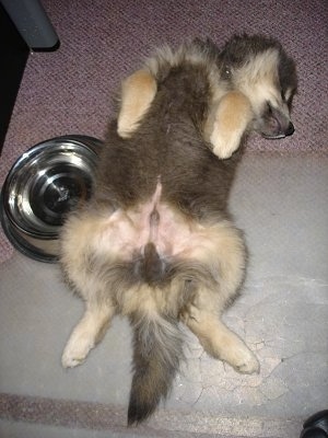 A brown and tan Finnish Lapphund puppy is laying belly up on its back next to a Silver dish if water.