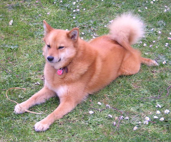 A golden-red  Finnish Spitz is laying outside in grass and looking forward