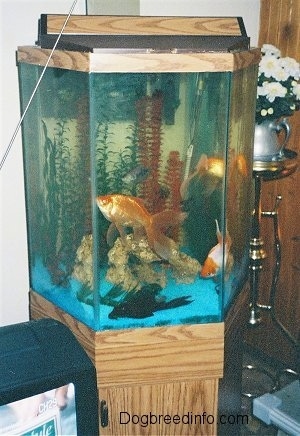 Three large goldfish, a blue kissing fish and a black pleco. Two of the goldfish are orange and one is orange and white. They are inside of a fish tank. There is a CRT TV in front of the Aquarium and behind it is a plant on a stand