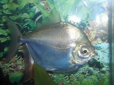 hage ketcher manuskript Redhook Pacu Fresh Water Fish Information and Pictures