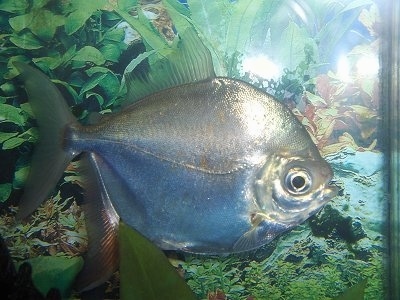 Close Up - a shiny, silver red hook fish in front of a fake underwater background inside of a fish tank.