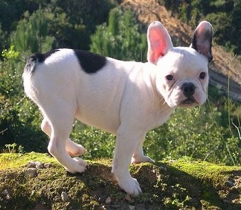 A white with black French Bulldog is standing on a mossy log