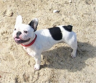 A white with black French Bulldog is wearing a red collar standing on beach sand. It is looking up and its mouth is open and tongue is out