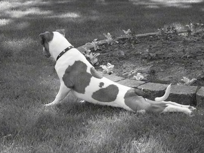 An American Bulldog is stretching its back legs straight out in front of a brick flower bed