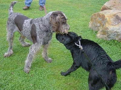A large grey and black Spinone Italiano dog is sniffing the head of a black Labrador Retriever in a field next to large rocks