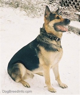 A black and tan German Shepherd is sitting in snow in front of a steps