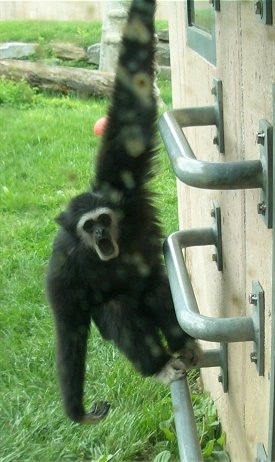 Gibbons hanging off of a bar with its mouth open