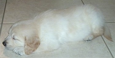 A cream-colored Golden Retriever puppy is sleeping on a tan tiled floor