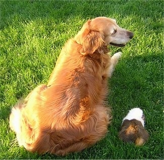 A red Golden Retriever is laying in grass next to a Guinea Pig