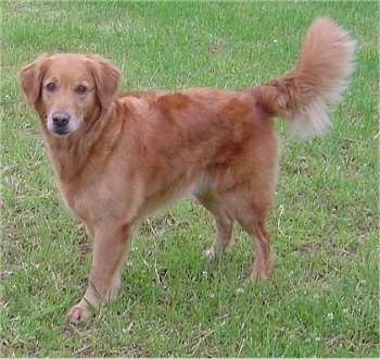 A red Golden Retriever is standing in green grass and looking forward