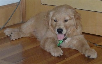 A tan Golden Retriever puppy is laying on a hardwood floor in front of a door