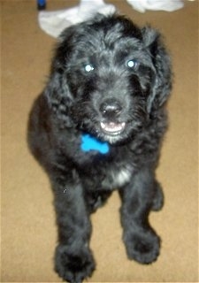 A small black Goldendoodle puppy is sitting on a tan carpet. There are socks behind it. Its mouth is open. It looks like it is smiling