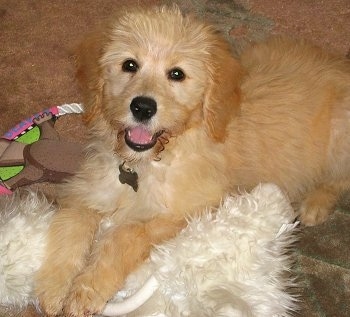 Front side view - A fluffy, golden-cream colored Petite Goldendoodle dog is laying on top of a fluffy white pillow looking up with its mouth open and it looks like it is smiling.