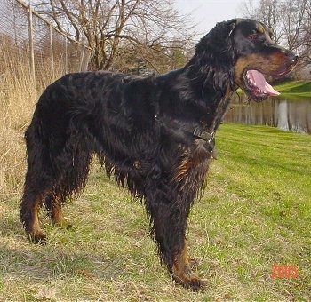A wet black and tan Gordon Setter is standing in grass next to a chain link fence and a body of water.
