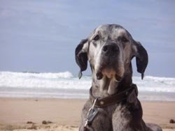 Head shot - A gray and black merle Great Dane is laying on a beach with ocean waves behind it.