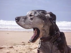 A yawning gray and black merle Great Dane is laying on a beach.