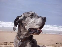 Close Up head shot - A gray and black merle Great Dane is laying in sand on a beach in front of the ocean with its tongue sticking out.