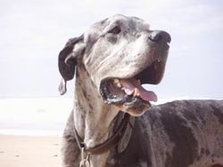 Close Up upper body shot - A merle Great Dane is standing on a beach with the ocean in the background.