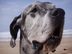 Close Up head shot - A gray and black merle Great Dane is sitting on a beach.