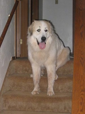 A tan with white Great Pyrenees is sitting on the top of a tan carpeted staircase. Its mouth is open and tongue is out