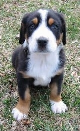 A small, long eared, black with white and tan Greater Swiss Mountain Dog puppy is sitting in grass and it is looking up.