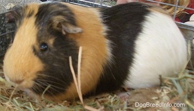 Close up left profile - A black, tan and white Guinea Pig is standing in a cage on top of wood chips.