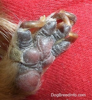 Close up - The long, curled nails of a guinea pig that need to be clipped on top of a red surface.
