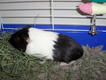 Left Profile - A black and white guinea pig is standing in its cage bedding in front of a pile of grass. There is a pink and tan ice cream shaped bell hanging inside of the cage.