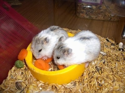 Two Campbell Russian White Dwarf Hamsters are standing in a food bowl eating slice carrots.