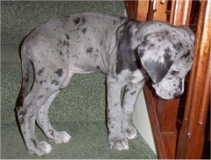 A small harlequin/blue merle Great Dane puppy is standing on green carpeted steps looking down and out of a brown wooden bannister