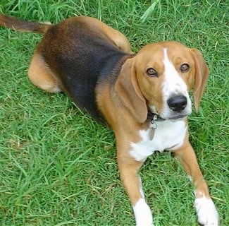 Charlie the Beagle Harrier laying on the grass