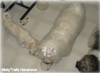 A white short-haired Havanese puppy is eating out of a food bowl and there is an adult white long-haired Havanese next to it drinking out of a water dish.