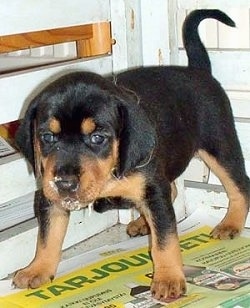 A black and tan Greek Hound puppy is standing on a newspaper in front of a door with something white all over its face.