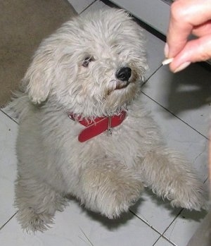 Top down view of a fluffy little white Puli puppy wearing a red collar that is standing on its hindlegs and reaching up to eat a dog treat out of a persons hand.