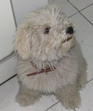 Top down view of a fluffy little white Puli that is sitting on a white tiled floor and it is looking up and to the right.