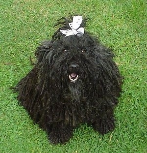 Top down view of a black Puli that is sitting in grass. It is wearing a white ribbon in its top knot and it is looking up. Its mouth is open and it looks like it is smiling.