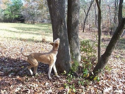 A tan with white Ibizan Hound is standing in front of a tree and looking up.