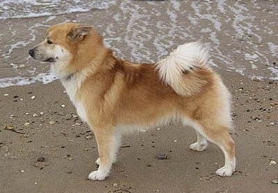 A tan with white Icelandic Sheepdog is standing on a beach near the splash of the waves