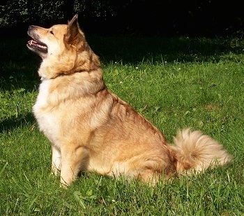 Side view - A tan with white Icelandic Sheepdog is sitting in grass. Its mouth is open.