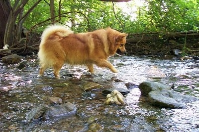 A tan with white Icelandic Sheepdog is walking through a stream in the woods.